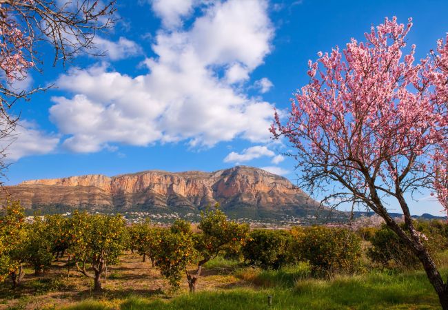 Apartment in Javea - Michele Apartment Apartment in Javea - Michele Apartment